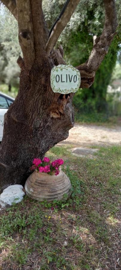 Olivo Nydri Apartment Luaran gambar